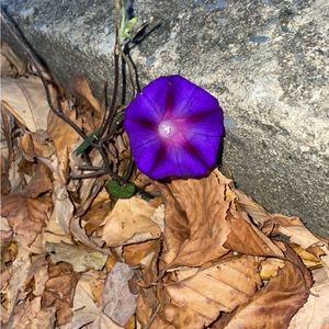 Meet your Posher, Iris